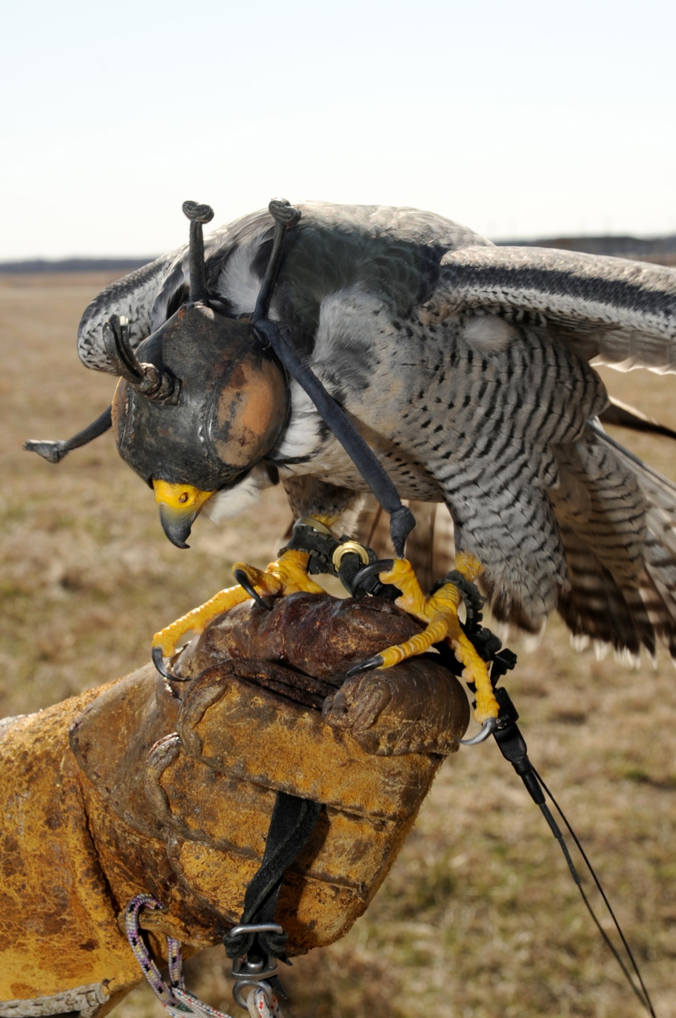 Several pieces of safety equipment are used in handling the falcon to protect him and the handler/falconer. The falconer uses thick leather gloves to protect his hands from the falcon’s sharp talons and beak. The falcon wears a hood that keeps him in the dark and in turn helps keep him calm. The falcon also has a short leash, which is attached to his leg until his hood is removed and he’s ready to fly. The last piece of equipment is very important because it’s a transmitter with a 25-mile radius. Falcons can only return to the falconer if they see him, so the falconer uses a receiver to follow and track a falcon that may be chasing another bird out of the falconer’s line of sight. (U.S. Air Force photo/Wayne Russell)