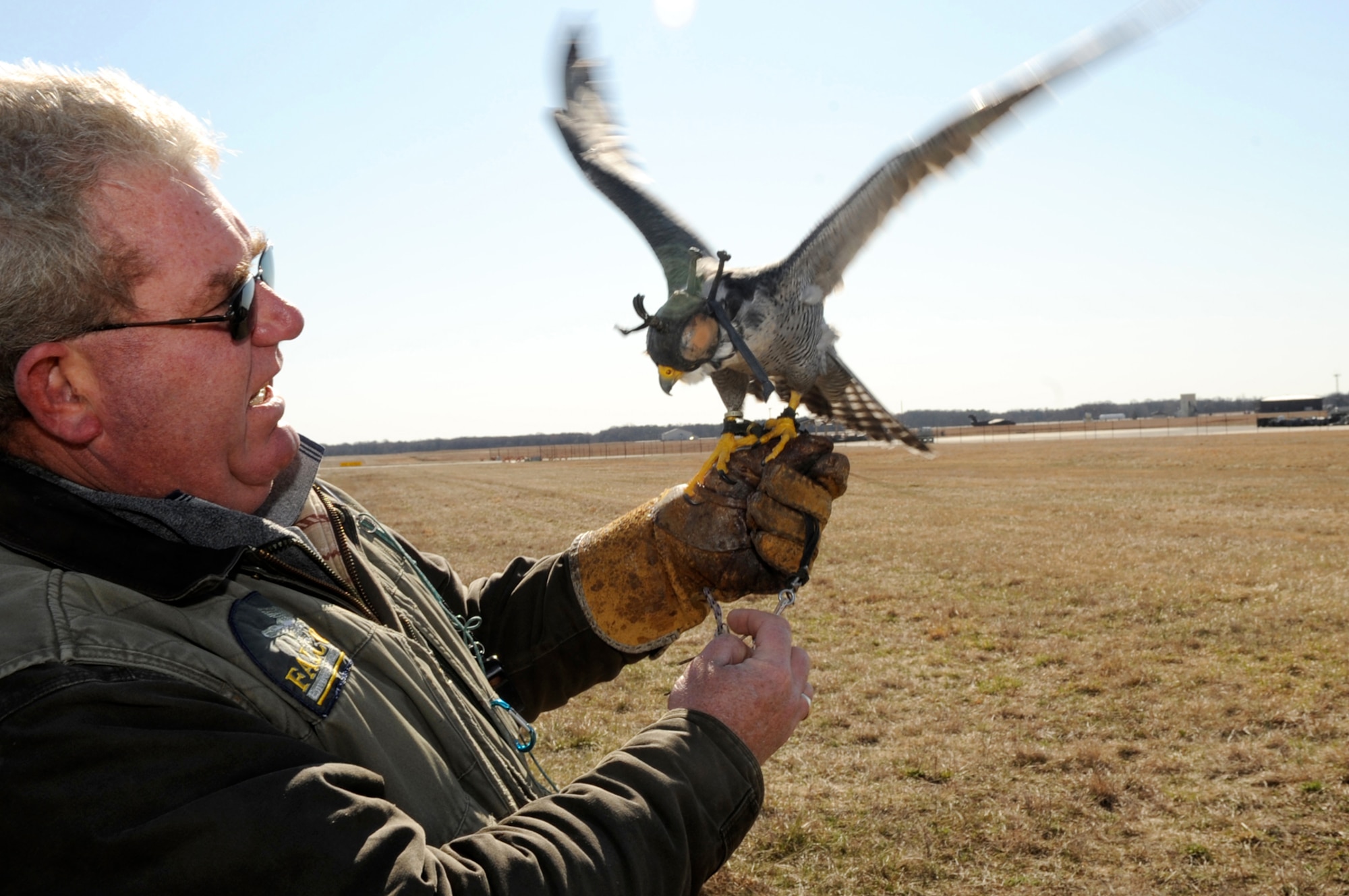 Falconers natural predators keep airways safe Joint Base McGuire Dix Lakehurst News