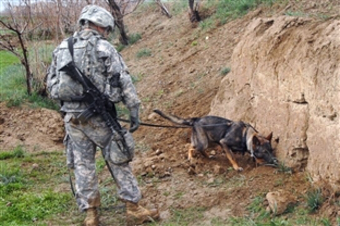 U.S. Army Sgt. Stephen M. Netzzley and his military working dog check for explosives in an area where a weapons cache was found in Baraki Barak in the Logar province, Afghanistan, March 26, 2009. Netzzley is assigned to the 10th Mountain Division's 3rd Battalion, 71st Cavalry Regiment, 3rd Brigade Combat Team.