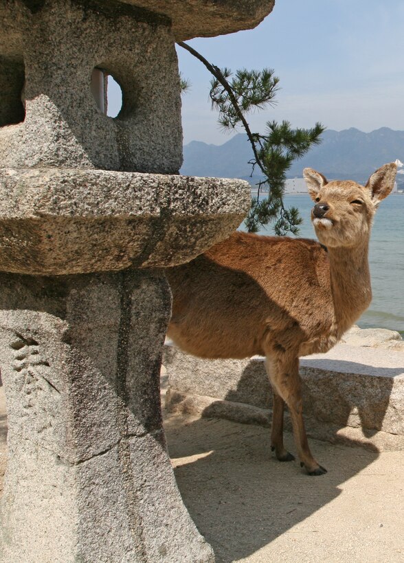A friendly deer walks along the sea shore at Miyajima Island during a Cultural Adaptation Program tourApril 3. Miyajima is known for the deer that coexist with the local and tourist population on the island.