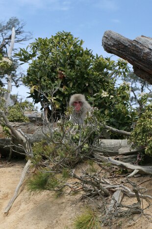 A monkey hides behind some foliage at a high point on Miyajima Island. Monkeys can be spotted occassionally on the island as they tend to shy away from humans.