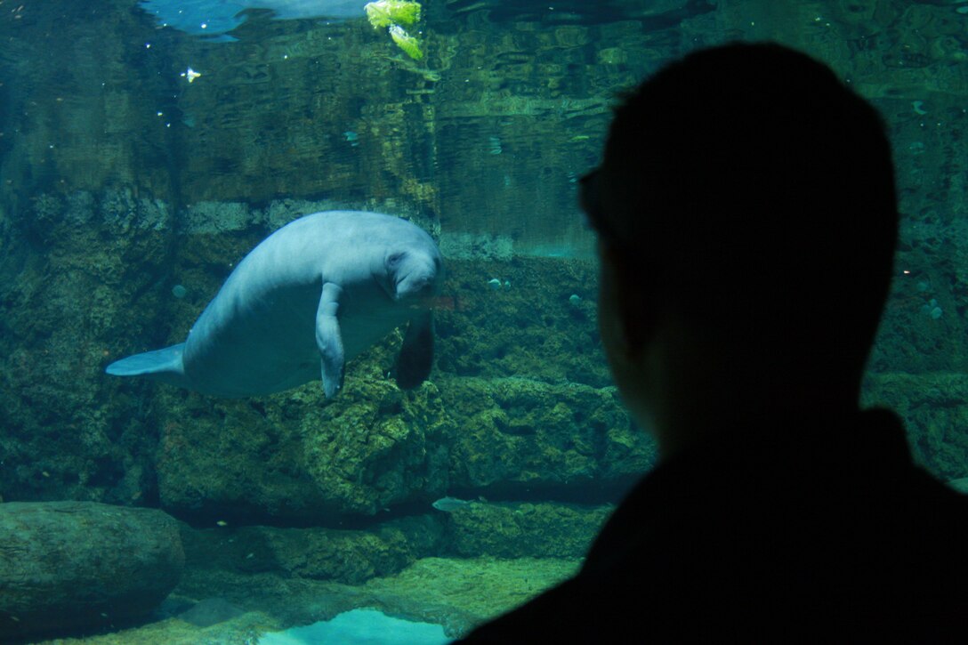 Lance Cpl. Aaron Kristopik, a paralegal clerk with the Combat Center’s Staff Judge Advocate and a native of New Britain, Conn., takes a gander at a manatee, a creature he has never seen before, during his trip April 4 to SeaWorld in San Diego.