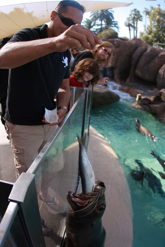 Lance Cpl. Aaron Kristopik, a paralegal clerk with the Combat Center’s Staff Judge Advocate and a native of New Britain, Conn., throws a fish to a sea lion April 4 at a SeaWorld San Diego exhibit where patrons can feed the animals.