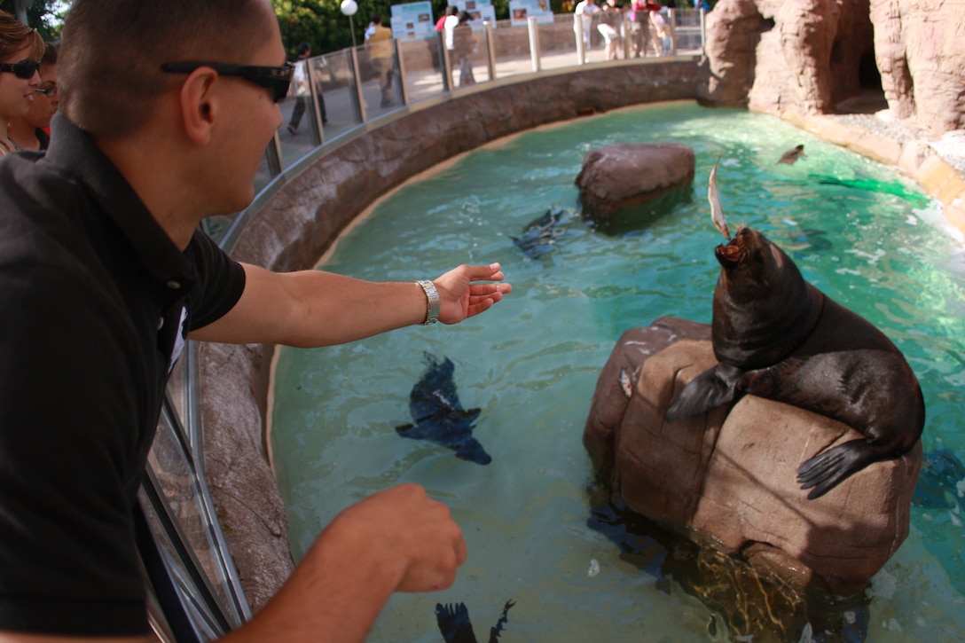 Lance Cpl. Aaron Kristopik, a paralegal clerk with the Combat Center’s Staff Judge Advocate and a native of New Britain, Conn., throws fish to a sea lion April 4 at SeaWorld, San Diego, exhibit where patrons can feed the animals.
