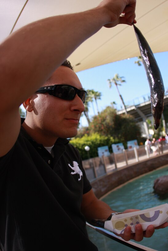 Lance Cpl. Aaron Kristopik, a paralegal clerk with the Combat Center’s Staff Judge Advocate and a native of New Britain, Conn., examines a fish April 4 before feeding it to a sea lion at SeaWorld, San Diego, exhibit where patrons can feed the animals.