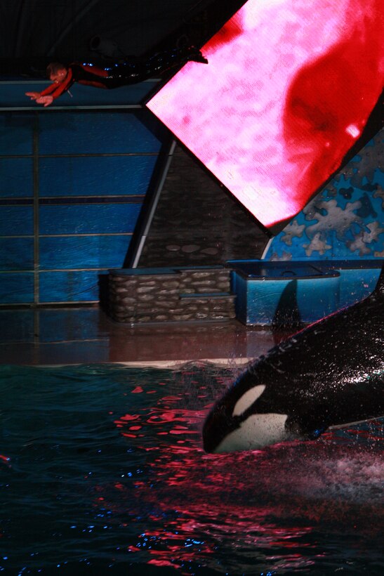 “I mean come on, it’s Shamu,” said Lance Cpl. Aaron Kristopik, a paralegal clerk with the Combat Center’s Staff Judge Advocate and a native of New Britain, Conn., before getting to SeaWorld, San Diego on Saturday. “Ever since I saw Free Willy when I was a kid I knew I had to see him in real life.”