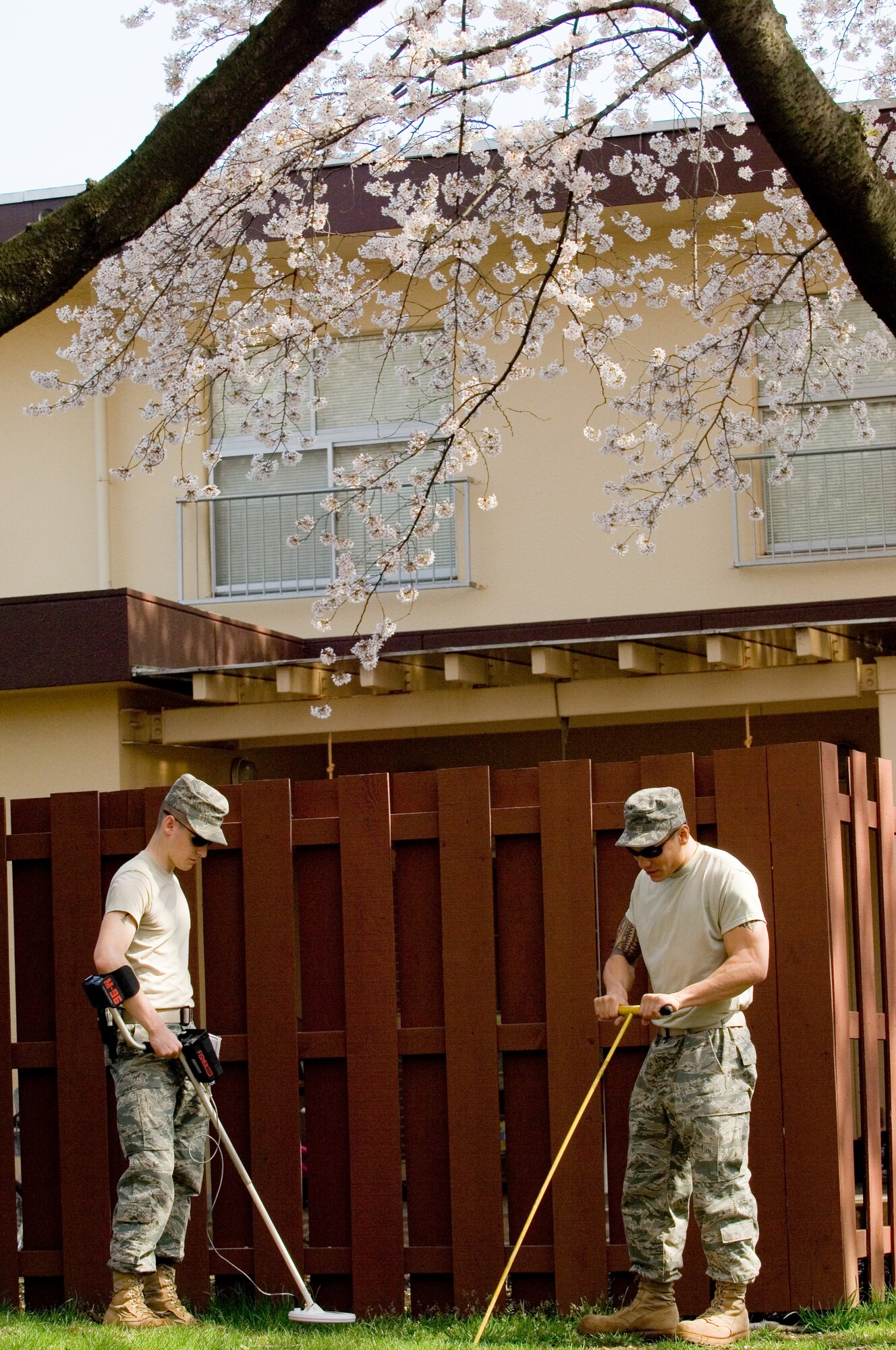 YOKOTA AIR BASE, Japan -- Airman 1st Class Jordan Ward (left) and Staff Sgt. Noah Villanueva (right), 374th Civil Engineer Squadron utilities system journeymen, are searching for a water valve under a cherry blossom tree April 7. (U.S. Air Force photo/Osakabe Yasuo)