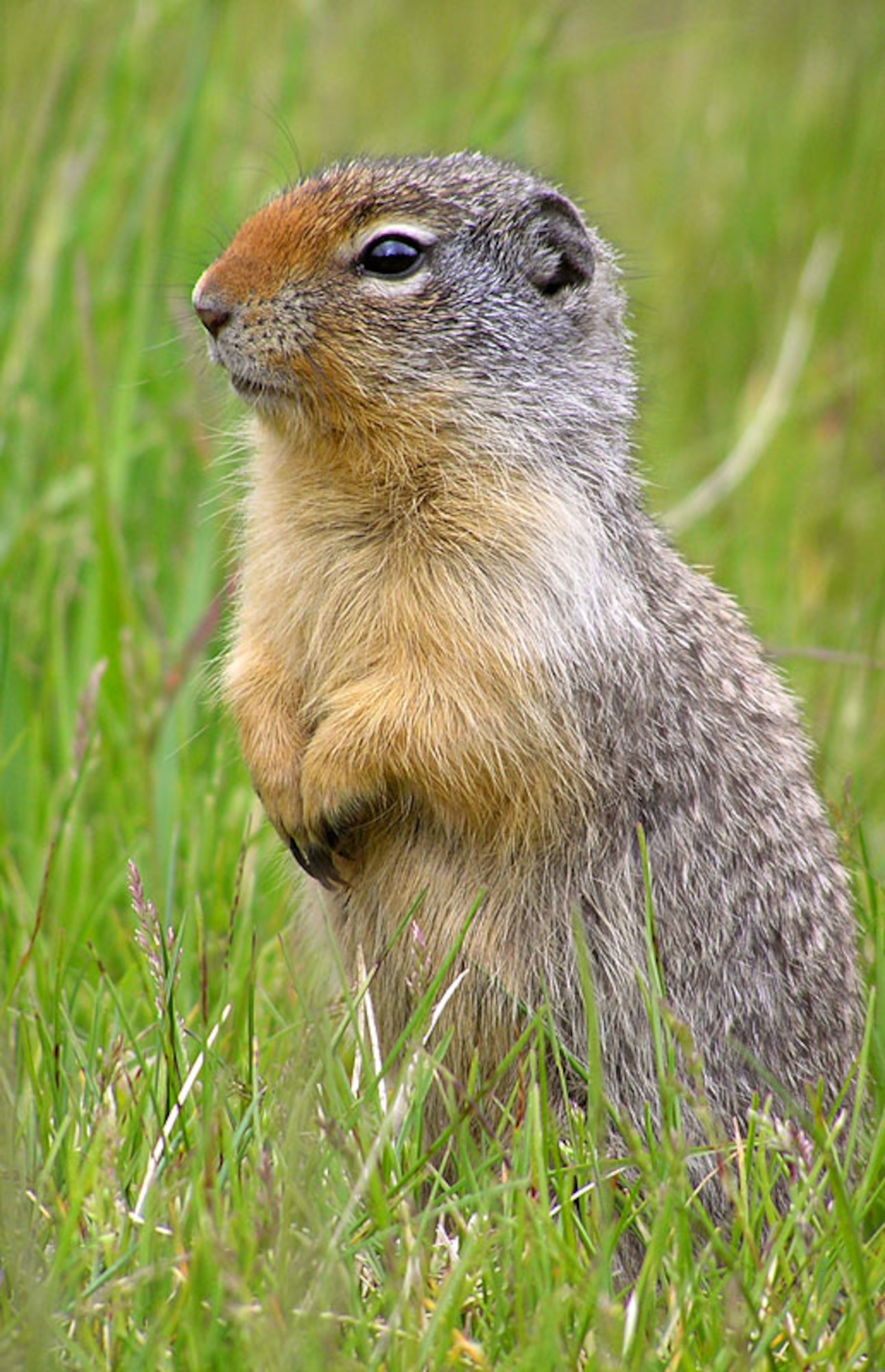 MINOT AIR FORCE BASE, N.D. -- Richardson’s ground squirrels, or Dakrats, are a common sight across all of Minot AFB. (Courtesy photo)