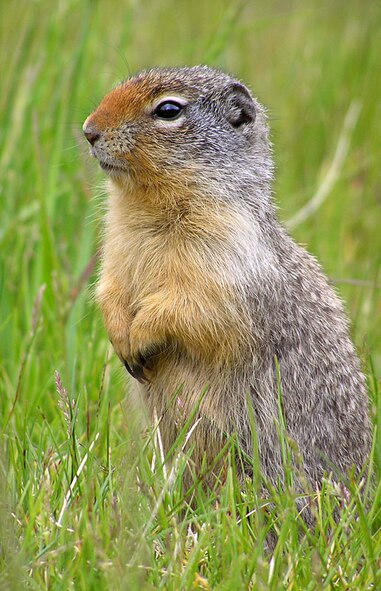 MINOT AIR FORCE BASE, N.D. -- Richardson’s ground squirrels, or Dakrats, are a common sight across all of Minot AFB. (Courtesy photo)