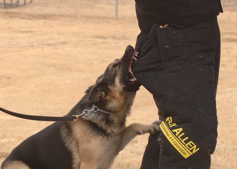 DYESS AIR FORCE BASE, Texas - A military working dog trains as part of his daily schedule. (U.S. Air Force photo by Senior Airman Felicia Juenke)