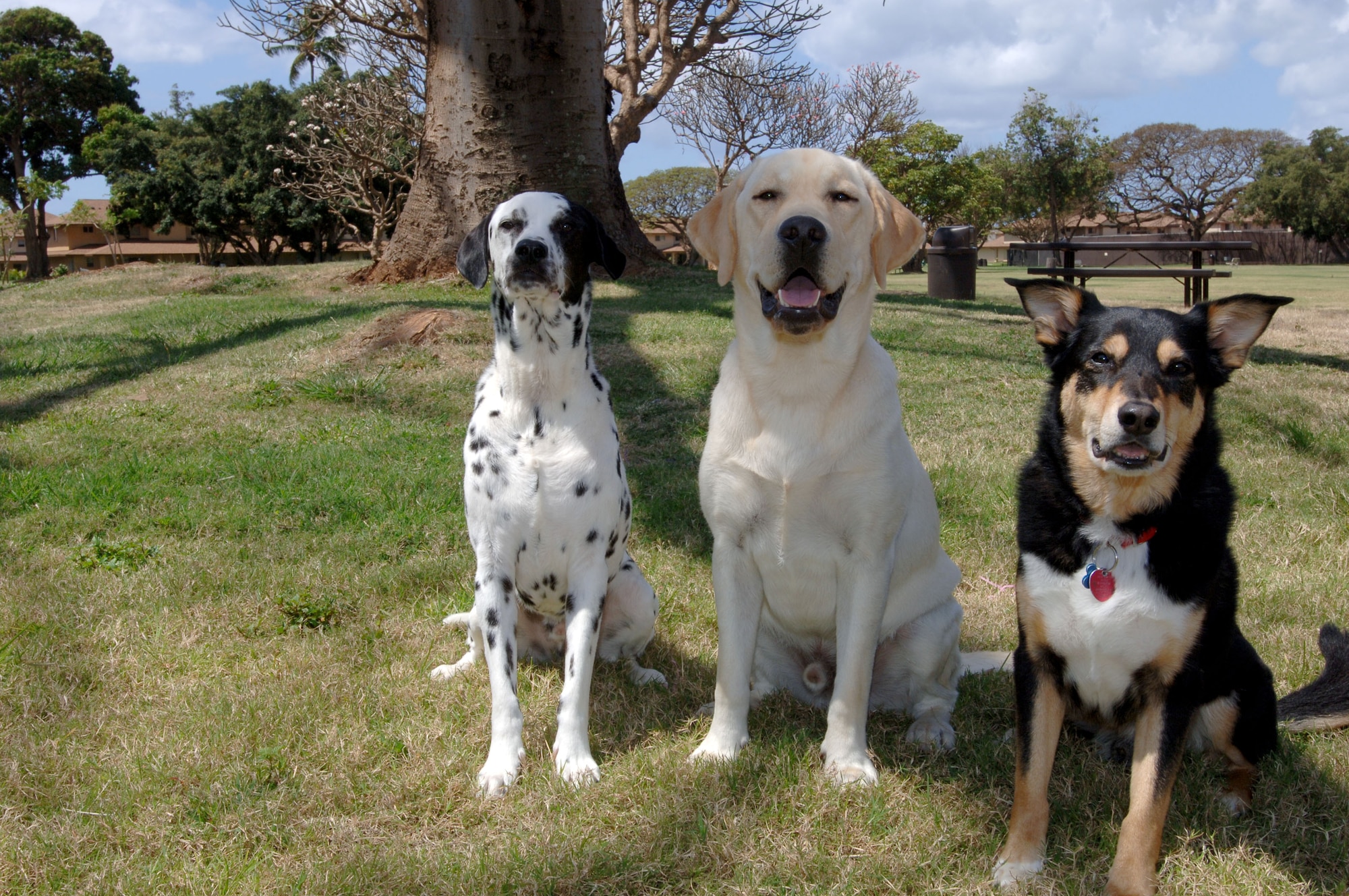 Soccer, Finnegan and Cowboy (left to right) take a break from training to pose for a photo. Kristen Ness, Hickam Air Force Base resident, is training Finnegan to become a service dog for a barracks of wounded warriors. Ness volunteers her skills with Hawaii Fi-Do, a non-profit organization that is providing service dogs to wounded warriors at no charge. Soccer and Cowboy are Ness family pets that have advanced obedience skills. (Air Force photo/Oscar A. Hernandez)