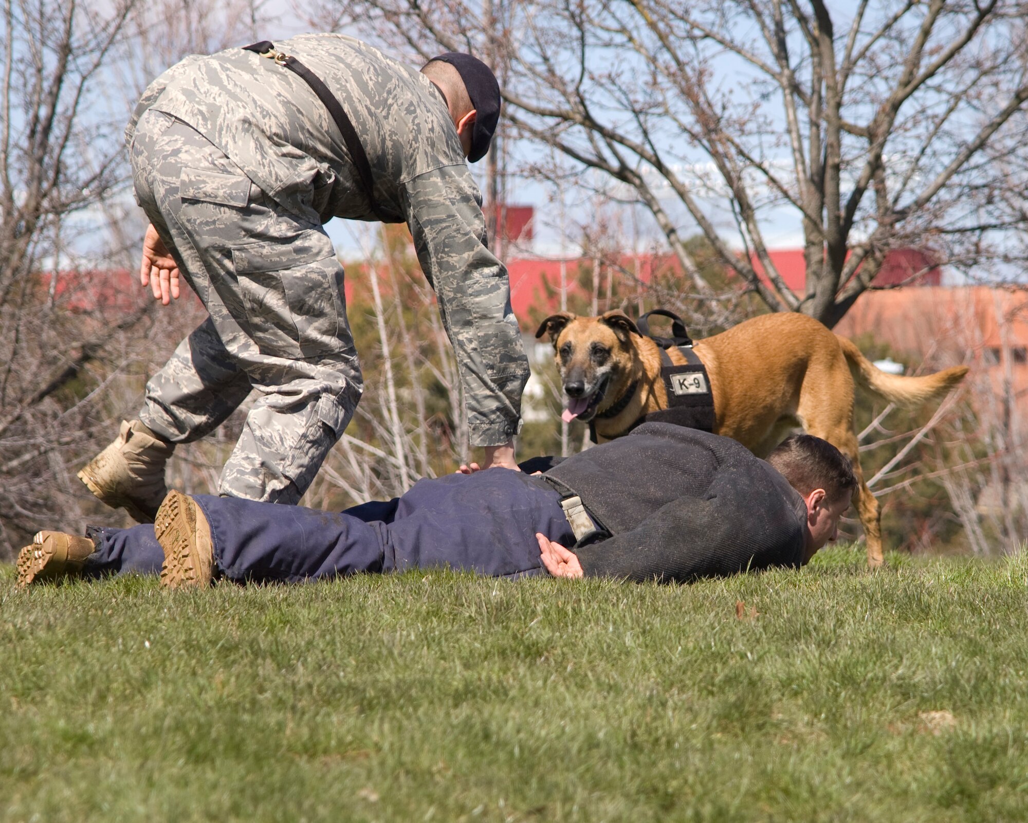 Military working dog ‘Lucky’ stands back after attacking a perpetrator during a demonstration at Washington State Unviersity April 4.  (Courtesy photo)