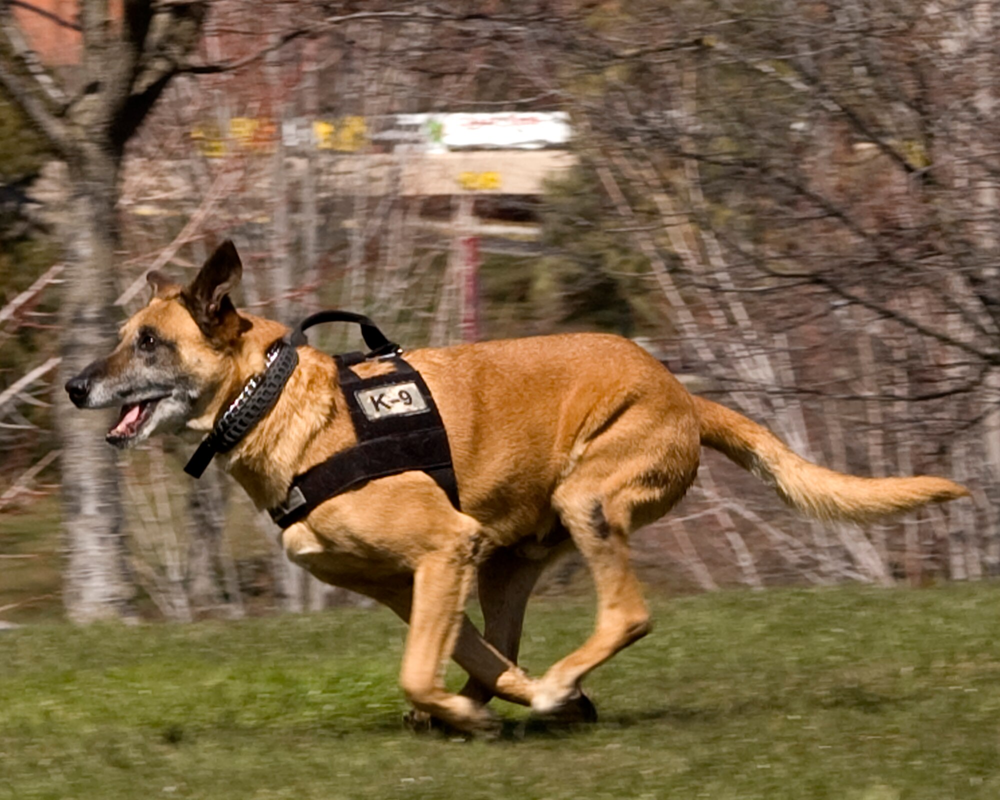 Lucky runs toward her objective during a demonstration at WSU. Lucky was diagnosed with cancer and treated at WSU. She was eventually cured after months of chemotherapy by the veterinarians at WSU. (Courtesy photo)
