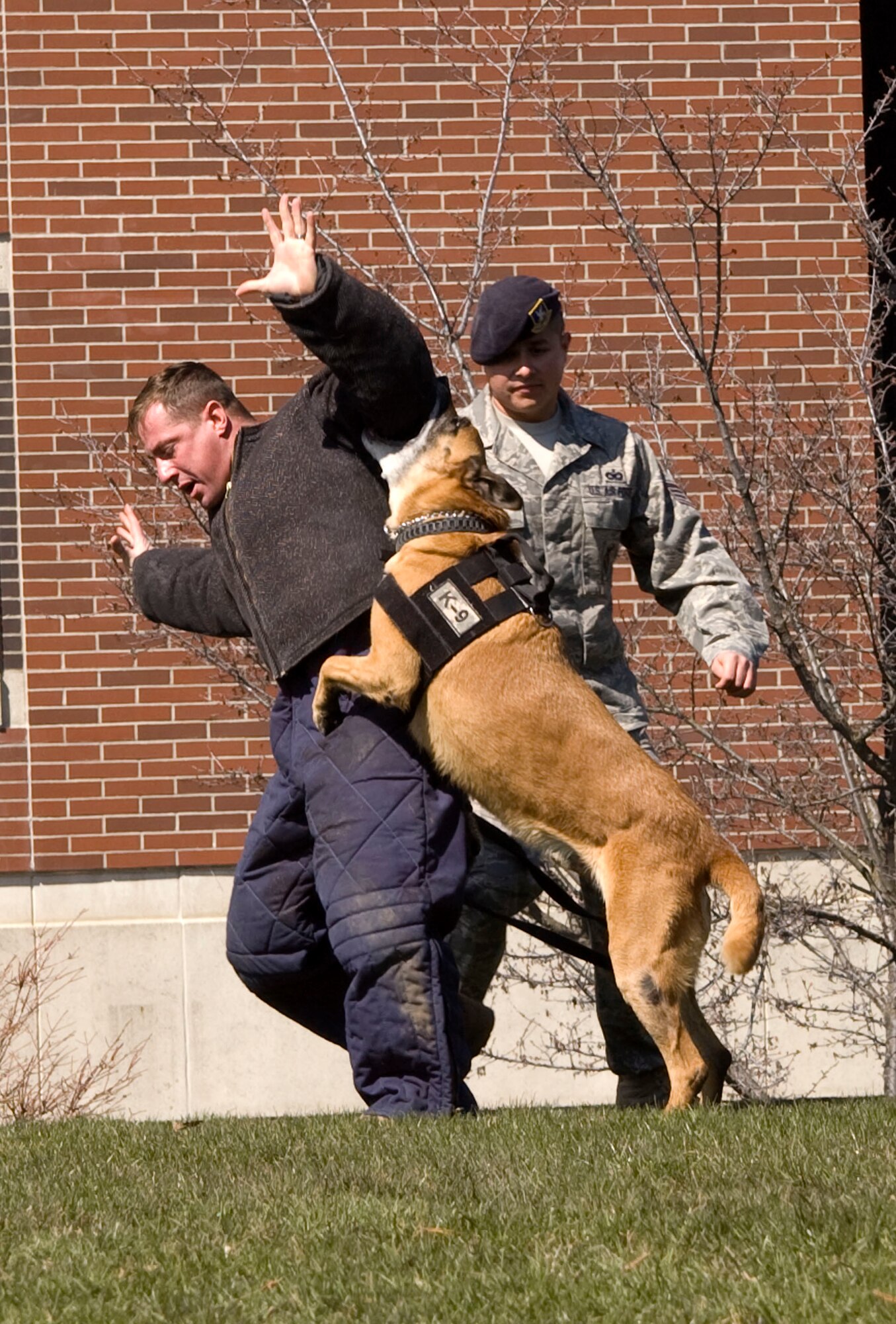 Lucky attacks Tech. Sgt. Levi Wilson, 92nd SFS K-9 trainer, during a demonstration at WSU. (Courtesy photo)