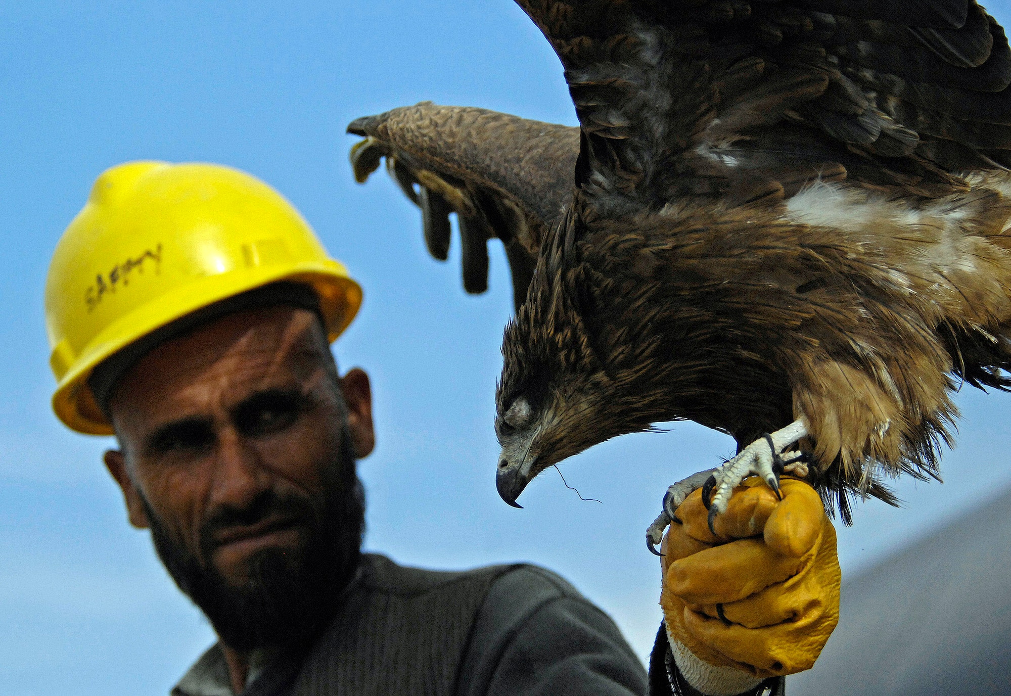An Afghan falconer holds one of his falcons March 29 at Bagram Airfield, Afghanistan. The 455th Air Expeditionary Wing safety office hired three local falconers to help clear out areas near the flightline that were swarmed with thousands of birds. After a week of work, the falconers had caught or killed more than 250 birds surrounding the flightline and have apparently scared off most of the remaining birds over the past three weeks. (U.S. Air Force photo/Staff Sgt. Jason Lake) 
