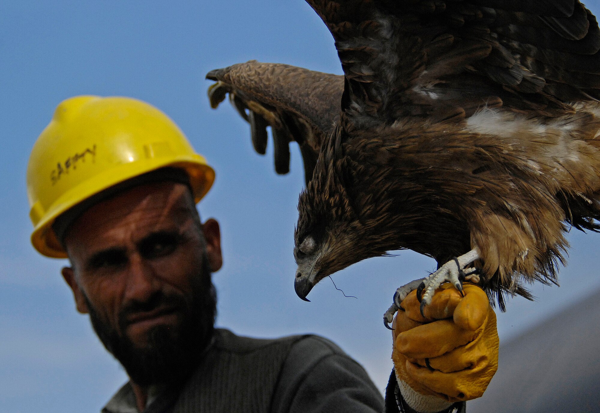 An Afghan falconer holds out a kite bird that one of his falcons caught near Bagram's burn pit area March 29. Lt. Col. Charles Wallace, 455th Air Expeditionary Wing safety chief, and his team of six safety experts hired three local falconers to help clear out areas near the flightline that were swarmed with thousands of birds. After a week of work, the falconers had caught or killed more than 250 birds surrounding the flightline and have apparently scared off most of the remaining birds over the past three weeks.
