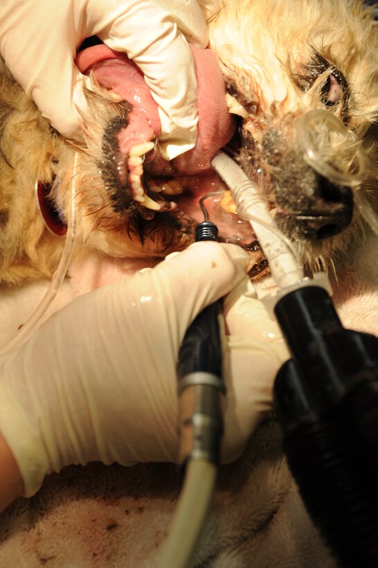 Sharon Bolda, Ellsworth Veterinary Clinic licensed veterinarian technician, uses irrigators to remove tartar from Teddy’s teeth here, April 9. Teeth cleaning is important for both military working dogs and family pets in order to prevent diseases, such as gingivitis. (U.S. Air Force photo/Airman 1st Class Adam Grant) 




