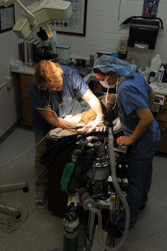 (Left) Sharon Bolda, Ellsworth Veterinary Clinic licensed veterinarian technician, cleans Teddy’s teeth with extractors while  Army Capt. Erin Brown, Ellsworth Veterinary Clinic veterinarian, observes here April 9. Extractors are used to take off the hard tartar that could possibly lead to diseases such as gingivitis.  (U.S. Air Force photo/Airman 1st Class Adam Grant)




