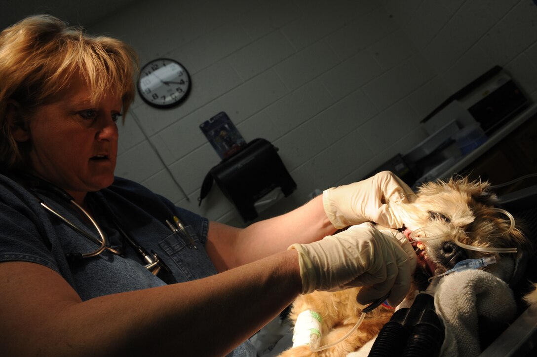 Sharon Bolda, Ellsworth Veterinary Clinic licensed veterinarian technician, prepares to use veterinary pliers to remove tartar from Teddy a fourteen-year old Lhsa Apso mix here, April 9. Teeth cleaning is important for both military working dogs and family pets to prevent diseases such as gingivitis. (U.S. Air Force photo/Airman 1st Class Adam Grant)



