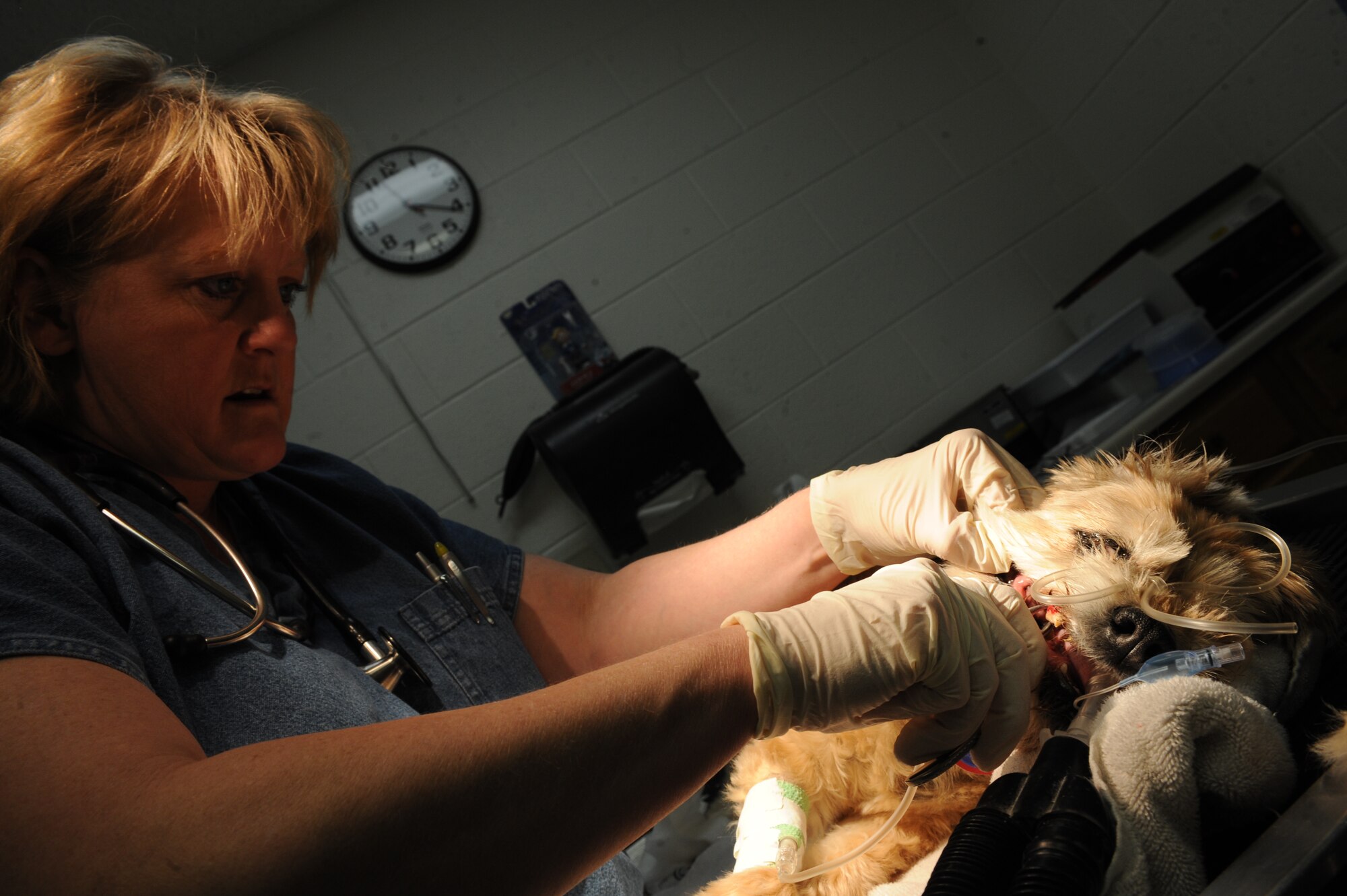 Sharon Bolda, Ellsworth Veterinary Clinic licensed veterinarian technician, prepares to use veterinary pliers to remove tartar from Teddy a fourteen-year old Lhsa Apso mix here, April 9. Teeth cleaning is important for both military working dogs and family pets to prevent diseases such as gingivitis. (U.S. Air Force photo/Airman 1st Class Adam Grant)



