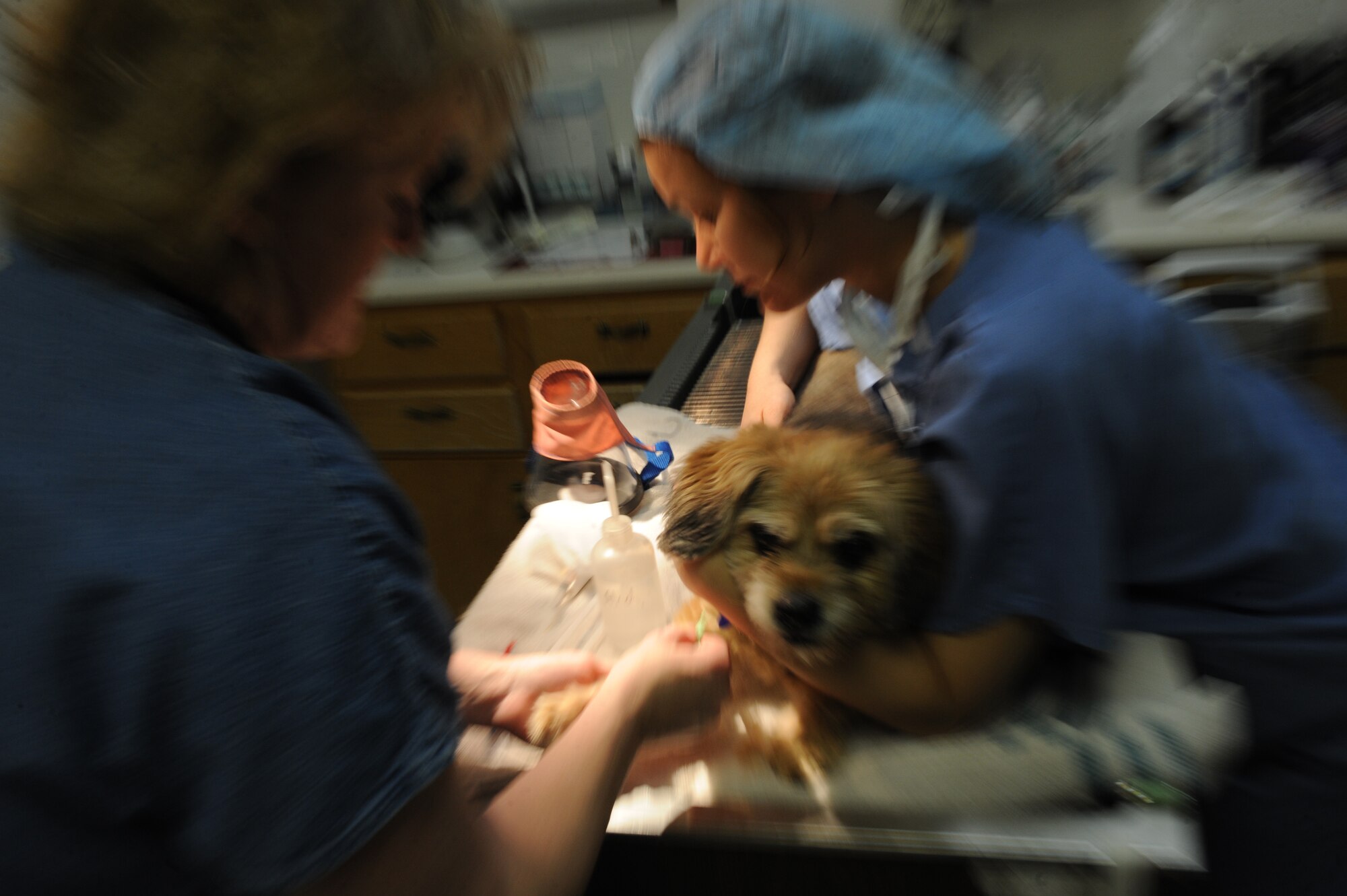 (Left) Sharon Bolda, Ellsworth Veterinary Clinic licensed veterinarian technician, prepares to sedate Teddy while he’s held by, Army Capt. Erin Brown, Ellsworth Veterinary Clinic veterinarian here, April 9. Mrs. Bolda and Captain Brown removed tartar buildup from Teddy’s teeth. (U.S. Air Force photo/Airman 1st Class Adam Grant)


