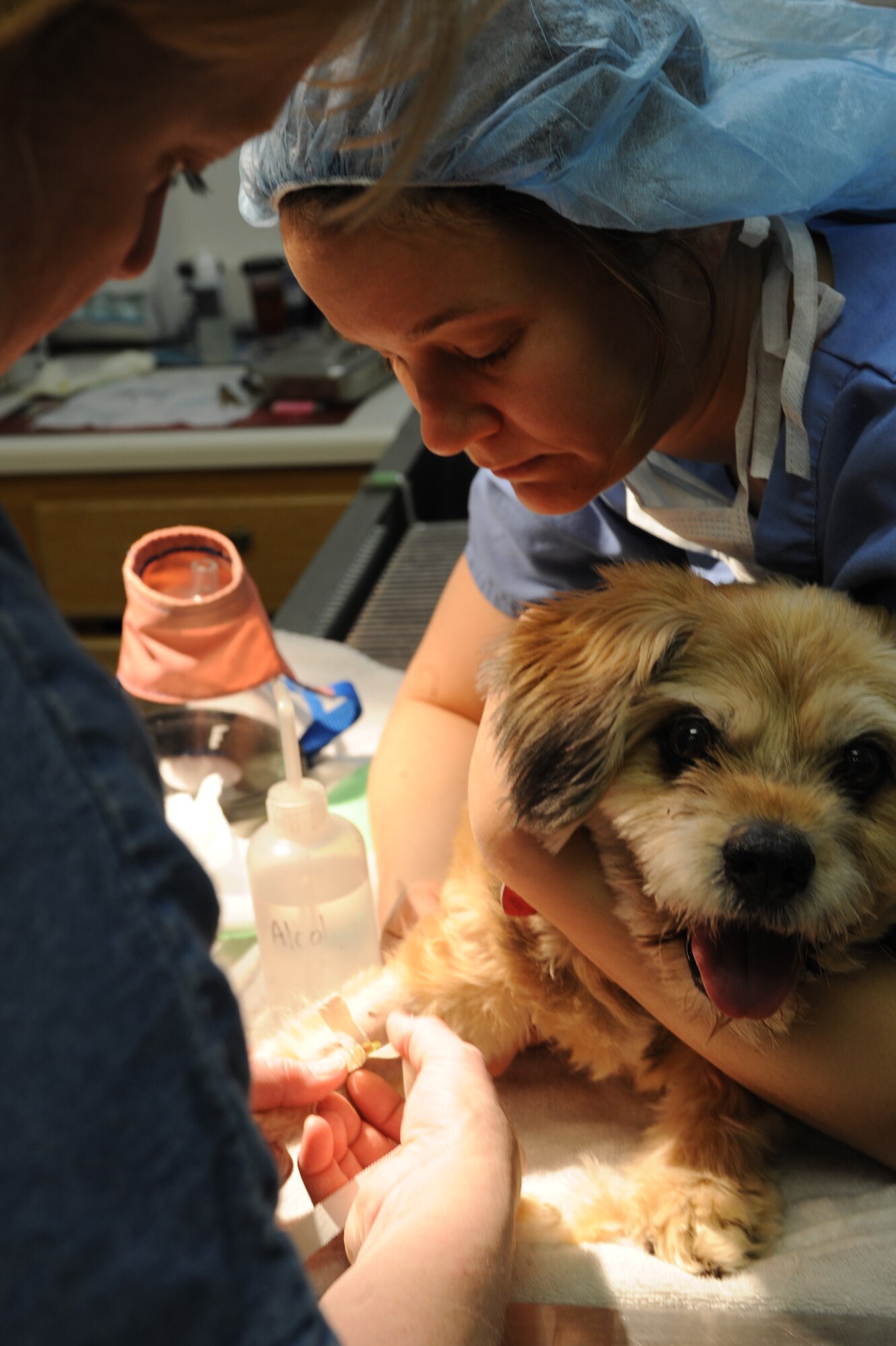 (Left) Sharon Bolda, Ellsworth Veterinary Clinic licensed veterinarian technician, prepares to sedate Teddy while he’s held by, Army Capt. Erin Brown, Ellsworth Veterinary Clinic veterinarian here,  April 9. Mrs. Bolda and Captain Brown removed tartar buildup from Teddy’s teeth. (U.S. Air Force photo/Airman 1st Class Adam Grant)

