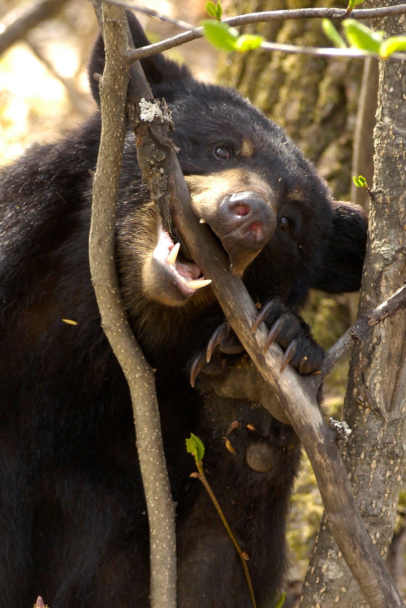 An Alaskan black bear gnaws on foliage. Black bear are omnivores who reside in Alaska along with grizzly bear.

