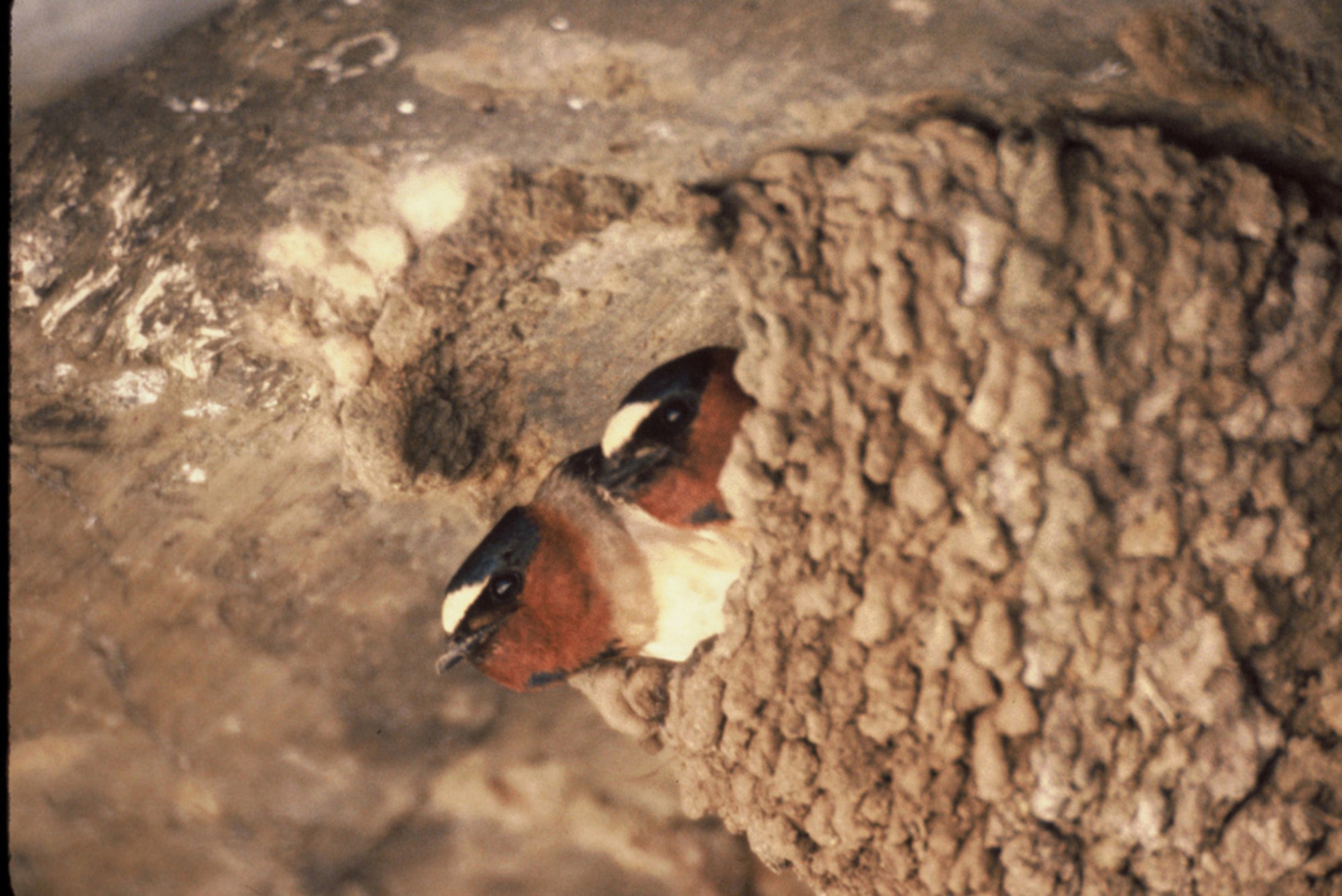 Two Cliff Swallows bed down in their mud nest. Cliff Swallows are known for building their nests under ledges of buildings and aircraft hangar.