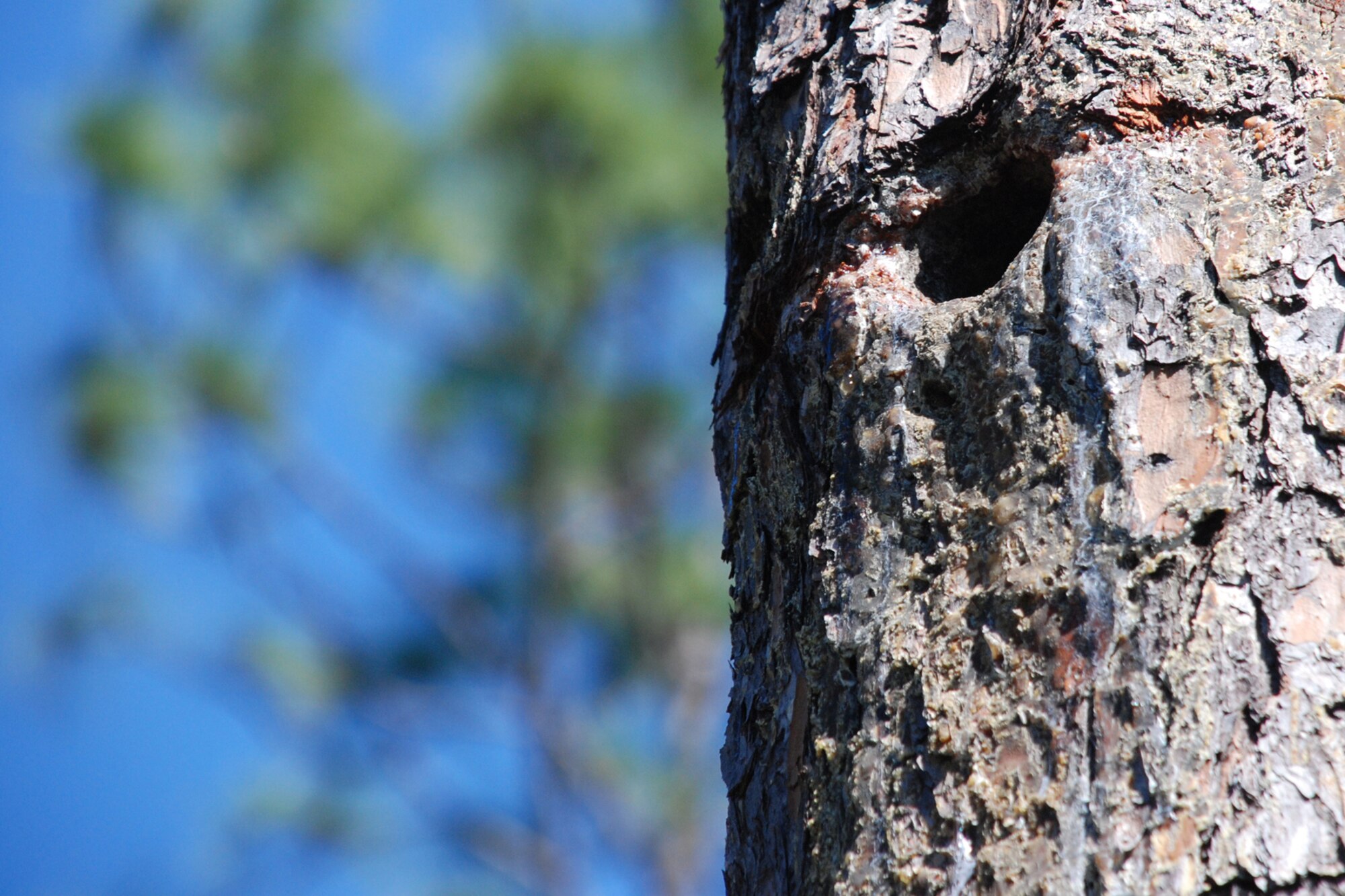 EGLIN AIR FORCE BASE, Fla. -- Sap flows down the sides of a longleaf pine tree with a red cockaded woodpecker nest bored into the side. The RCW is a protected species and requires special care during prescribed burns. The bird bores holes into the tree to get the sap flowing as a protection measure for their nest, making it probable for fire to reach their nest. The fire management technicians at Jackson Guard's Natural Resources branch uses prescribed fire techniques to keep a delicate longleaf pine ecosystem thriving while keeping the military mission a priority year round. Eglin is the largest Air Force base in the U.S. with more than 464,000 acres of land, and is home to more than 77 state and federally listed rare species. (U.S. Air Force photo/Mike Meares)