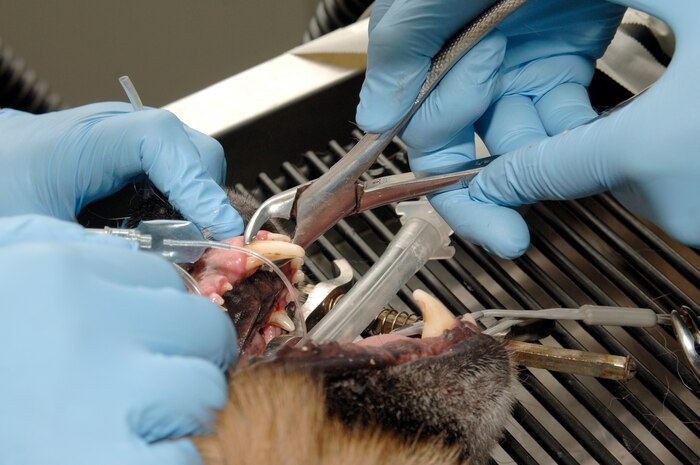 Army Capt. Sara Emanuel scrapes off tarter build up on Beni's teeth during his annual dental exam at the Charleston AFB veterinary clinic April 13. Active-duty and retired military can make appointments for non-emergency services for their dog or cat at the base veterinary clinic Monday - Friday between the hours of 8 a.m. to 4 p.m. Beni is a military working dog assigned to the 437th Security Forces Squadron. Captain Emanuel is the officer in charge of the veterinary clinic attached to the Tennessee Valley District Veterinary Command, Fort Jackson Branch, Charleston section. (U.S. Air Force photo/Staff Sgt. Marie Cassetty)