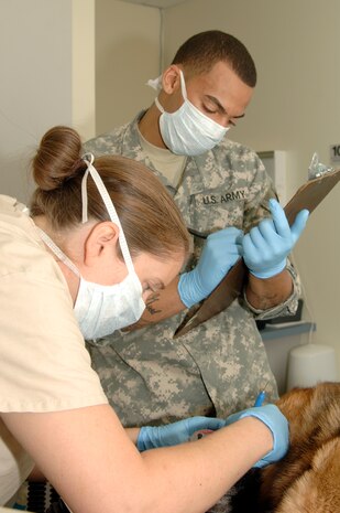Army Capt. Sara Emanuel measures the depth of gingival sulcus on Beni's gums as Army Pfc. Anthony Ford annotates numbers on his chart during an annual dental exam at the Charleston AFB veterinary clinic April 13. The base veterinary clinic currently treats 4,800 dogs and cats per year and has a goal of booking 500 - 600 appointments per month. Beni is a military working dog assigned to the 437th Security Forces Squadron. Captain Emanuel is the officer in charge of the veterinary clinic and Private Ford is an animal care specialist. Both are attached to the Tennessee Valley District Veterinary Command, Fort Jackson Branch, Charleston section. (U.S. Air Force photo/Staff Sgt. Marie Cassetty)