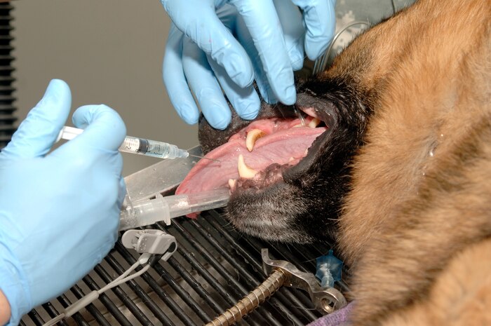 Beni sleeps as Army Capt. Sara Emanuel gives him a fluoride treatment during his annual dental exam at the Charleston AFB veterinary clinic April 13. The veterinary clinic provides services for military working dogs and active-duty and retired military families who need care for their dogs or cats. Beni is a military working dog assigned to the 437th Security Forces Squadron. Captain Emanuel is the officer in charge of the veterinary clinic attached to the Tennessee Valley District Veterinary Command, Fort Jackson Branch, Charleston section. (U.S. Air Force photo/Staff Sgt. Marie Cassetty)