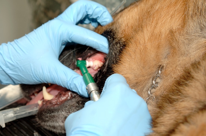 Army Capt. Sara Emanuel polishes Beni's teeth during his annual dental exam at the Charleston AFB veterinary clinic April 13. Active-duty and retired military can make appointments for non-emergency services for their dog or cat at the base veterinary clinic Monday - Friday between the hours of 8 a.m. to 4 p.m. Captain Emanuel is the officer in charge of the veterinary clinic attached to the Tennessee Valley District Veterinary Command, Fort Jackson Branch, Charleston section. Beni is a military working dog assigned to the 437th Security Forces Squadron. (U.S. Air Force photo/Staff Sgt. Marie Cassetty)
