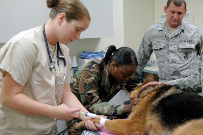 Air Force Staff Sgt. Shannon Giroir, right, watches as Air Force Staff Sgt. Catharine Johnson, center, comforts her dog, Beni, while Army Capt. Sara Emanuel administers anesthesia during an annual dental exam at the Charleston AFB veterinary clinic April 13. Active-duty and retired military can make appointments for non-emergency services for their dog or cat at the base veterinary clinic Monday - Friday between the hours of 8 a.m. to 4 p.m. Sergeant Giroir and Sergeant Johnson are military working dog handlers and Beni is a military working dog. All are assigned to the 437th Security Forces Squadron. Captain Emanuel is the officer in charge of the veterinary clinic attached to the Tennessee Valley District Veterinary Command, Fort Jackson Branch, Charleston section. (U.S. Air Force photo/Staff Sgt. Marie Cassetty)