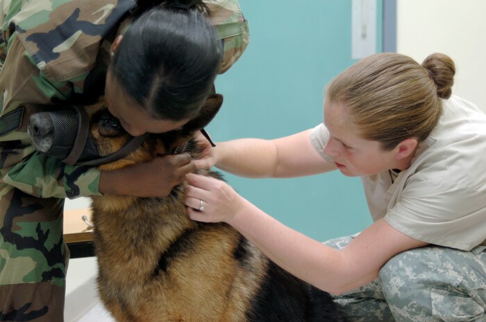 Air Force Staff Sgt. Catharine Johnson comforts her dog, Beni, as Army Capt. Sara Emanuel listens to his breathing during his annual exam at the Charleston AFB veterinary clinic April 13. The base veterinary clinic currently treats 4,800 dogs and cats per year and has a goal of booking 500 - 600 appointments per month. Sergeant Johnson is a military working dog handler and Beni is a military working dog, assigned to the 437th Security Forces Squadron. Captain Emanuel is the officer in charge of the veterinary clinic attached to the Tennessee Valley District Veterinary Command, Fort Jackson Branch, Charleston section. (U.S. Air Force photo/Staff Sgt. Marie Cassetty)