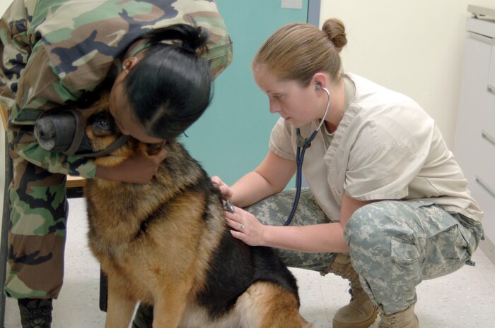 Air Force Staff Sgt. Catharine Johnson comforts her dog, Beni, as Army Capt. Sara Emanuel listens to his breathing during his annual exam at the Charleston AFB veterinary clinic April 13. The veterinary clinic provides services for military working dogs and active-duty and retired military families who need care for their dogs or cats. Sergeant Johnson is a military working dog handler and Beni is a military working dog, assigned to the 437th Security Forces Squadron. Captain Emanuel is the officer in charge of the veterinary clinic attached to the Tennessee Valley District Veterinary Command, Fort Jackson Branch, Charleston section. (U.S. Air Force photo/Staff Sgt. Marie Cassetty)