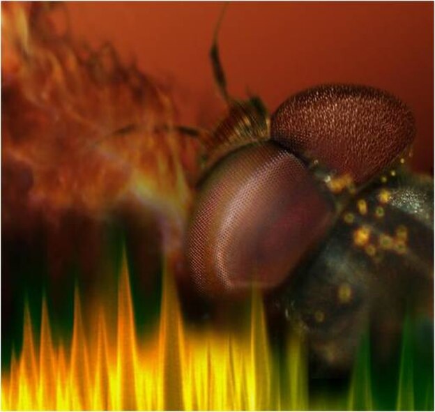 Researchers at National Taiwan University are expanding on the anti-reflective properties of moth eyes to make better protective skins for U.S. Air Force unmanned aerial vehicles. With funding from the Asian Office of Aerospace Research and Development (AOARD) — an international detachment of the Air Force Office of Scientific Research — Prof. Li-Chyong Chen has produced an anti-reflective nanostructure surface using arrayed silicon nanotips.(Photo Credit: Li-Chyong Chen, National National Taiwan University) 