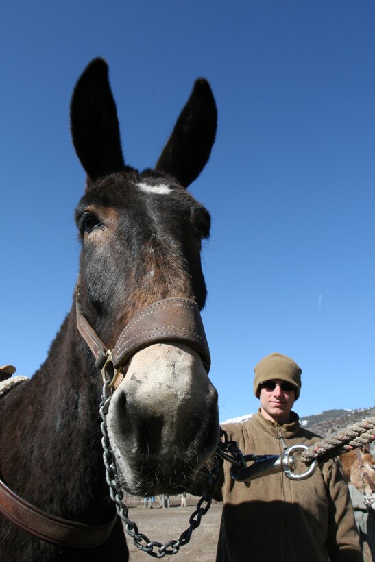 MOUNTAIN WARFARE TRAINING CENTER, BRIDGEPORT, Calif. - A Marine with a company from 2d Marine Special Operations Battalion, U.S. Marine Corps Forces, Special Operations Command prepares to load his mule. Marines and Sailors went through mule packing classes here April 26. (Official U.S. Marine Corps photo / Released)