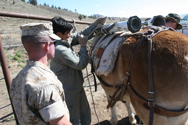 MSOC improves land navigation, learns mule packing > Marine Corps ...