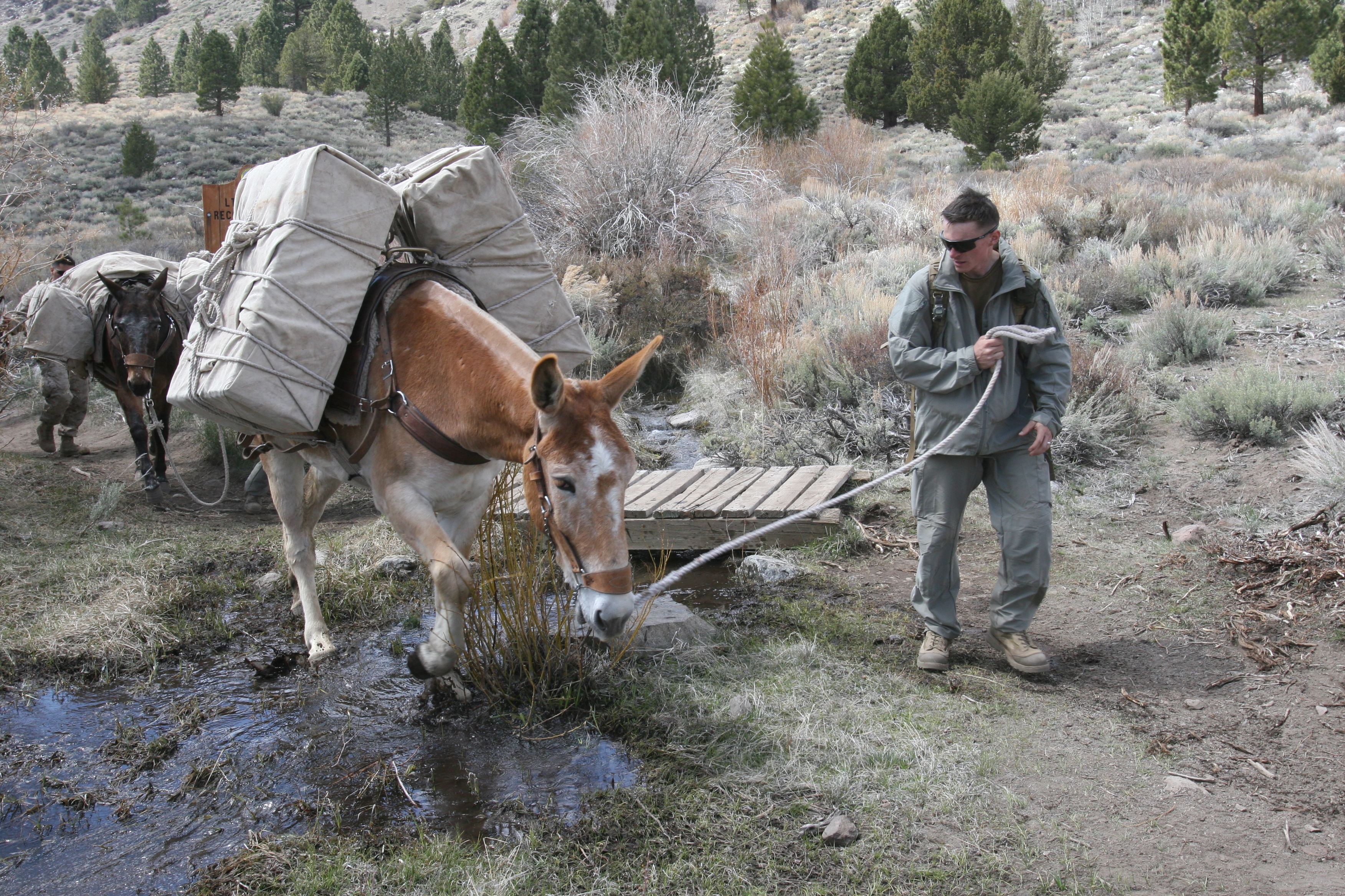 MSOC improves land navigation, learns mule packing > Marine Corps