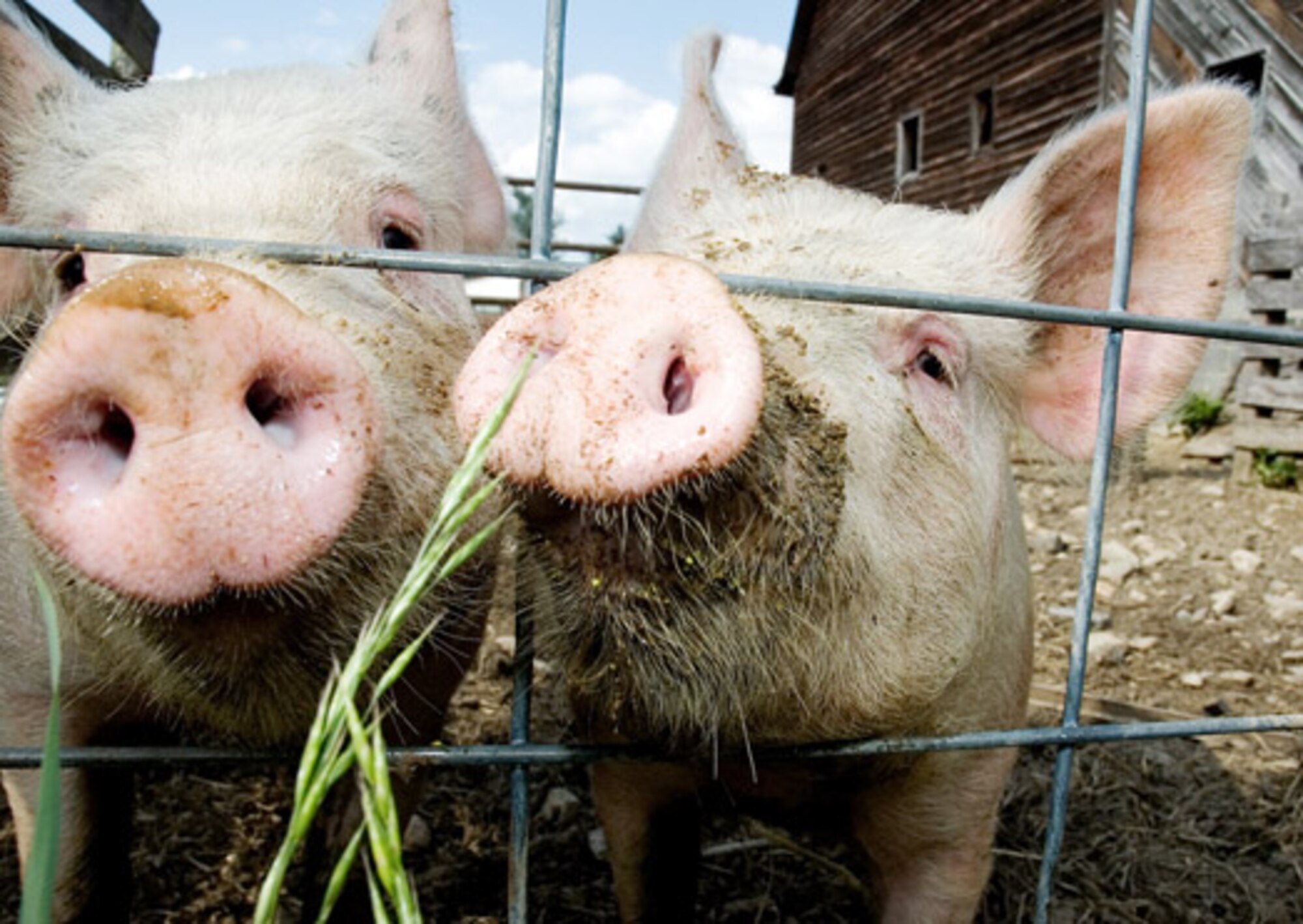 MINOT AIR FORCE BASE, N.D. -- Swine Influenza (swine flu) is a respiratory disease caused by Type A influenza viruses that causes regular outbreaks in pigs. The best protection from any strain of flu, including swine flu, is to practice good prevention. (Courtesy photo)  