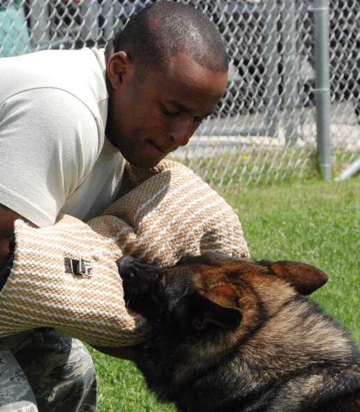 Jimmy K-193, a military working dog, attacks an "assailant" played by Tech. Sgt. Louis Smith, a 9th SFS trainer. Trainers and handlers work with the dogs on attacking and releasing grip on command.(Photo by Airman 1st Class Chuck Broadway)