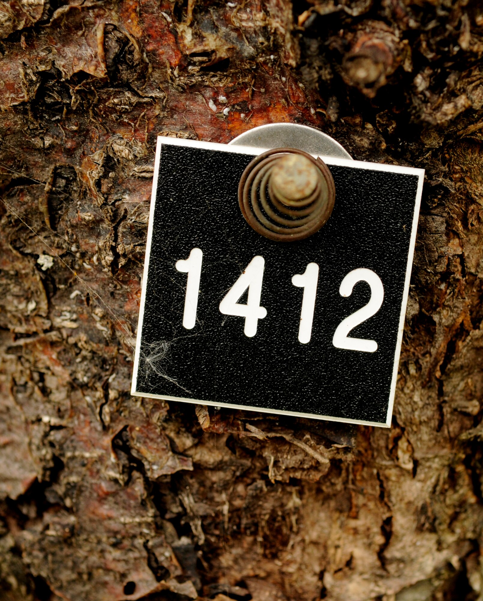 A number is posted on every tree on RAF Mildenhall.  These numbers are tracked every five years and record data such as name, genus, size, age and girth.  (U.S. Air Force photo by Senior Airman Christopher L. Ingersoll)