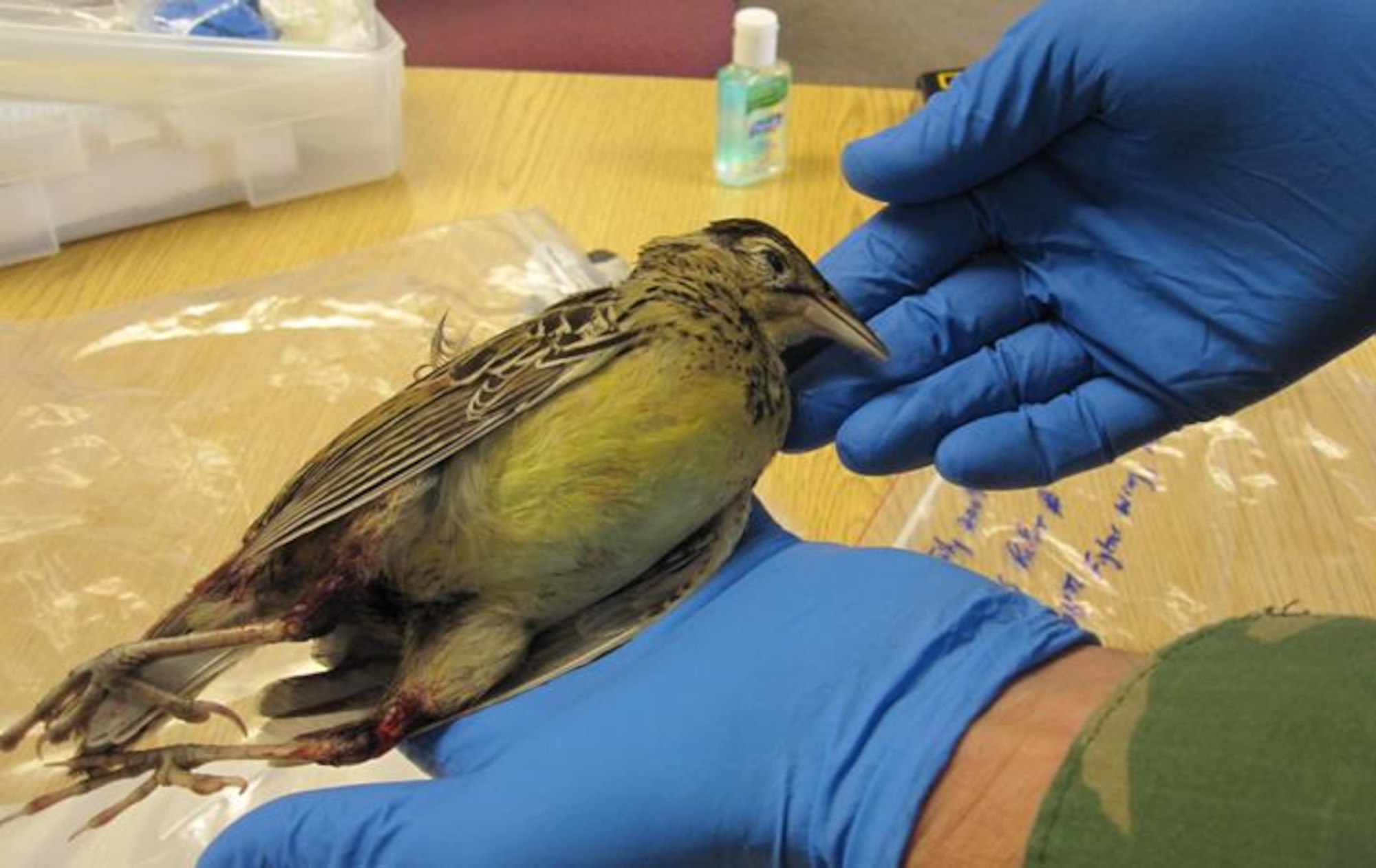 Eastern Meadow Lark  recovered from an aircraft strike on 8 July 2009    