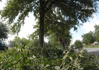 Wesley Flowers, 796th Civil Engineer Squadron, reaches up to cut some of the lower branches of a tree along Drone Street Aug. 1 at Duke Field.  (U.S. Air Force photo/Staff Sgt. Samuel King Jr.)
