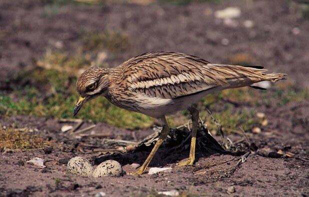 A stone curlew stands over its nest on the airfield at RAF Lakenheath, England. The birds are endangered, and three pairs of the birds call the airfield home. (Courtesy photo)
