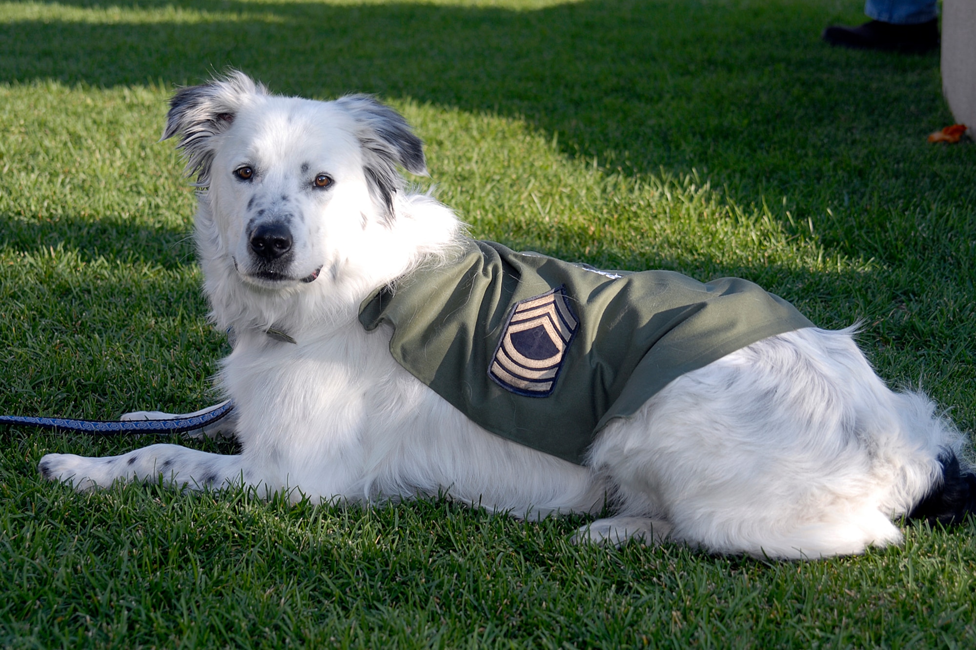 Photo Pup, a part of local Air Force heritage, enjoys the sounds of the music during the Peterson Air and Space Museum 2009 Concert in the Park July 31. The present day Photo Pup is owned by Jeff Nash, museum deputy director and curator.  During World War II the original Photo Pup was donated to Peterson Air Force Base. The English and cocker spaniel mixed dog often flew in aircraft with Airmen. Photo Pup had his own uniform, bunk in the dormitory, and bomb shelter on base. Photo Pup also frequented the Officers Club. The dog came to the base as a puppy and when his owner retired from the Air Force, the dog also retired in Little Rock, Ariz. (Air Force photo by Larry Hulst)
