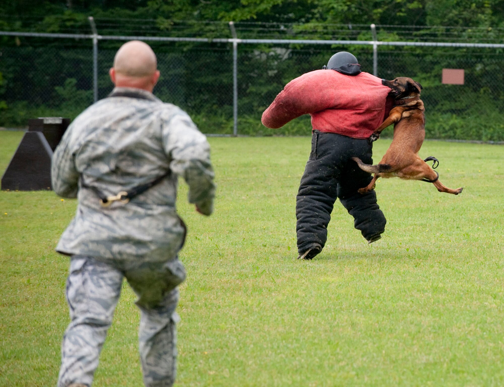 MISAWA AIR BASE, Japan -- 35th Security Forces Squadron working dog Diego makes a jumping attack on Japan Air Self-Defense Force Staff Sgt. Hideki Yoshioka July 29 at the 35th Security Forces Squadron K-9 obstacle course. After the working dog demonstration, the members of the 35th Security Forces K-9 unit offered to let members of the audience a chance to wear the padded suit to find out what it's like to be tackled by a 70-pound dog. (U.S. Air Force photo by Staff Sgt. Samuel Morse)