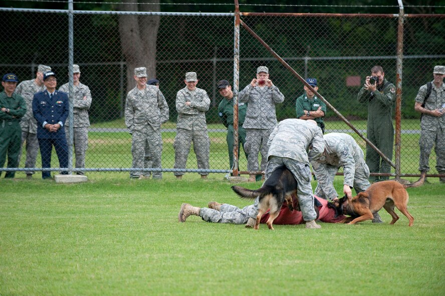 MISAWA AIR BASE, Japan -- Members of the 35th Security Forces Squadron K-9 unit demonstrate a double-dog attack as members of the Japan Air Self-Defense Force and their American sponsors watch July 29 at the 35th Security Forces Squadron K-9 obstacle course. The military working dogs are highly trained to attack a designated target and then stop on command. (U.S. Air Force photo by Staff Sgt. Samuel Morse)