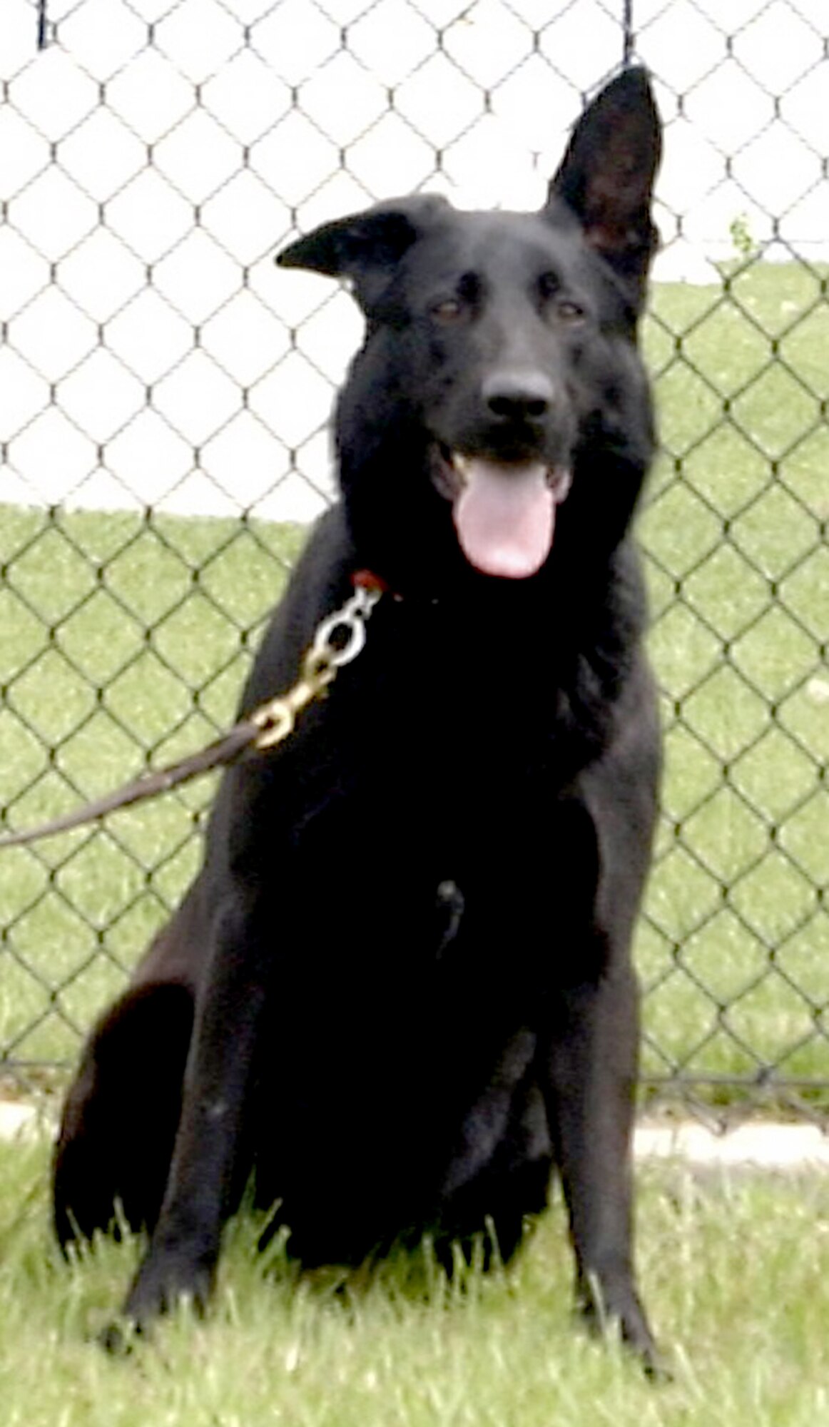 Cassie, 22nd Security Forces Squadron military working dog, takes a break during training conducted at McConnell AFB, Kan., July 7, 2004. Cassie was diagnosed with severe progressive paresis, which causes loss of movement in the limbs, and had to be euthanized. Cassie was stationed at McConnell for nearly seven years and had deployed numerous times. (U.S. Air Force photo/Senior Airman Laura Suttles)